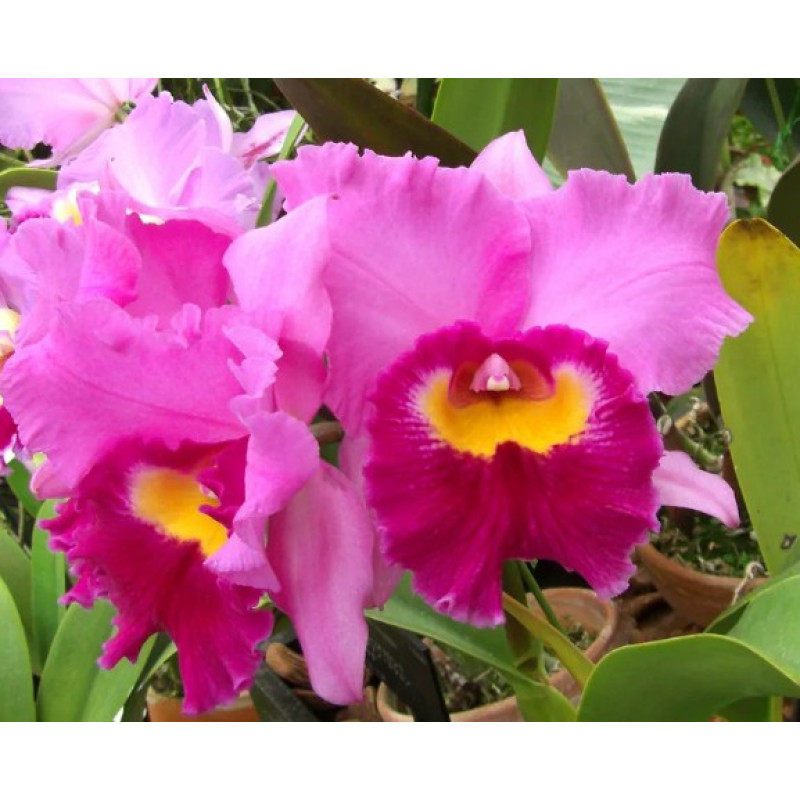 Орхiдея Rlc. Li Jiuan Dancer - купити, доставка Україна